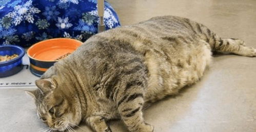 胖猫事件90多吨外卖食物被浪费 胖猫事件90多吨外卖食物被浪费