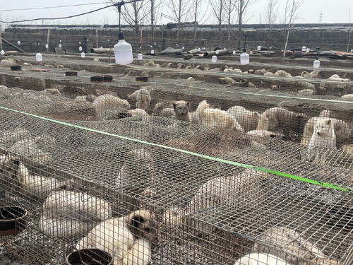未检疫禁食用狐貉肉销往多地 未检疫禁食用狐貉肉销往多地