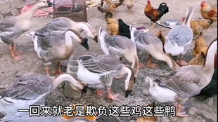 卤鹅哥成功投喂周鸿祎吃鹅 卤鹅哥成功投喂周鸿祎吃鹅
