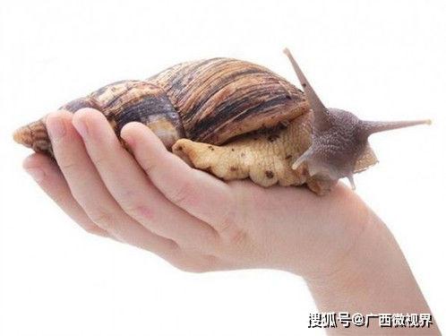 卤鹅哥为赴美见甲亢哥苦学英语(卤鹅哥苦学英语赴美国见甲亢哥) 卤鹅哥为赴美见甲亢哥苦学英语(卤鹅哥苦学英语赴美国见甲亢哥)
