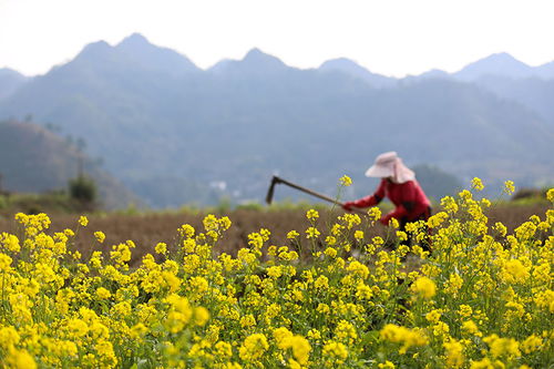 工作受挫 女子每月花780元抱树放松(女子每月抱树放松,面对工作挫折的心灵疗愈之道) 工作受挫 女子每月花780元抱树放松(女子每月抱树放松,面对工作挫折的心灵疗愈之道)
