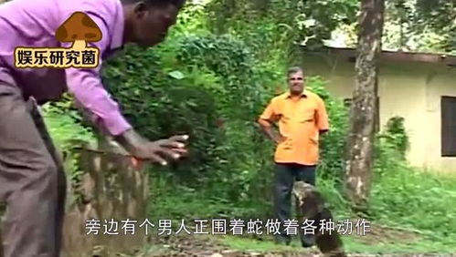 男子被毒蛇咬伤 忍痛去抓又来一口(毒蛇咬伤的瞬间,男子忍痛再捉蛇,遭遇二次毒伤) 男子被毒蛇咬伤 忍痛去抓又来一口(毒蛇咬伤的瞬间,男子忍痛再捉蛇,遭遇二次毒伤)