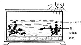 一般在汽车里养多少条鱼(汽车里的养鱼之道,数量与因素的平衡) 一般在汽车里养多少条鱼(汽车里的养鱼之道,数量与因素的平衡)