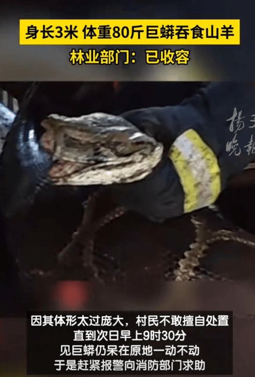 广东一农场惊现巨蟒吞羊(广东一农场惊现巨蟒吞羊,生态失衡的警钟长鸣) 广东一农场惊现巨蟒吞羊(广东一农场惊现巨蟒吞羊,生态失衡的警钟长鸣)