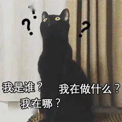 虐猫考生上岸失败系道德品行等问题(道德之锚，虐猫考生上岸失败背后的反思)