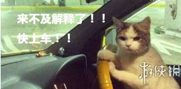 虐猫考生上岸失败系道德品行等问题(道德之锚，虐猫考生上岸失败背后的反思)