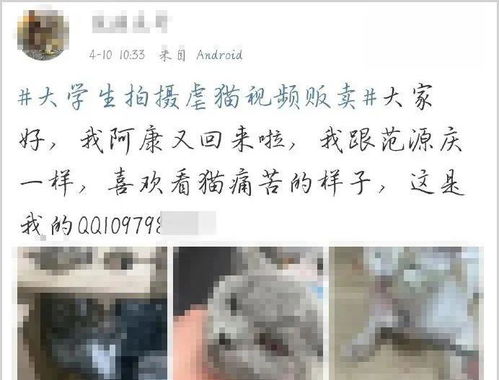 虐猫考生被取消招聘资格(虐猫考生被取消招聘资格,道德底线与职业操守的双重审视) 虐猫考生被取消招聘资格(虐猫考生被取消招聘资格,道德底线与职业操守的双重审视)