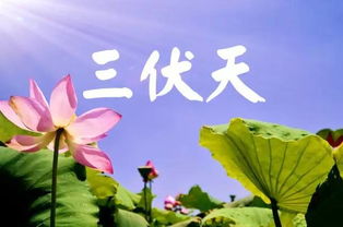 今年三伏天10年难遇 有啥讲究(今年三伏天,十年难遇的酷暑,有何讲究? 今年三伏天10年难遇 有啥讲究(今年三伏天,十年难遇的酷暑,有何讲究?