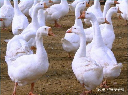 养鹅十多年头一次见鹅热死在水里(养鹅十载,首次目睹鹅热致死水中) 养鹅十多年头一次见鹅热死在水里(养鹅十载,首次目睹鹅热致死水中)