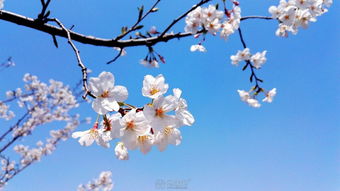 华为手机怎么玩樱花 华为手机怎么玩樱花