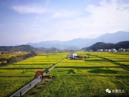 华为手机怎么拍稻田 华为手机怎么拍稻田