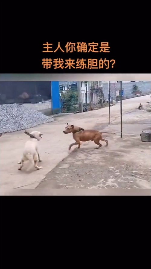 华为怎么摆设手机桌面 华为怎么摆设手机桌面