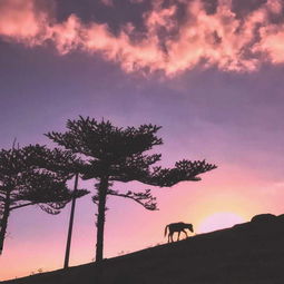 华为手机怎么拍夕照 华为手机怎么拍夕照