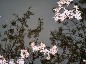 华为手机怎么拍樱花 华为手机怎么拍樱花
