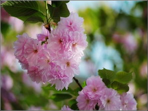 樱花怎么调色华为手机 樱花怎么调色华为手机