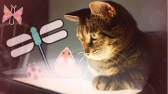 猫咪在那里游戏日本攻略 VS 《开心》游戏攻略 猫咪在那里游戏日本攻略 VS 《开心》游戏攻略