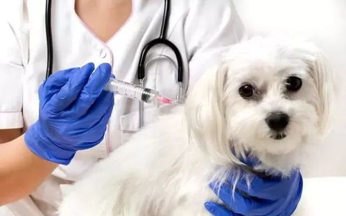 医生解读被蜈蚣咬了该不该打狂犬疫苗 医生解读被蜈蚣咬了该不该打狂犬疫苗
