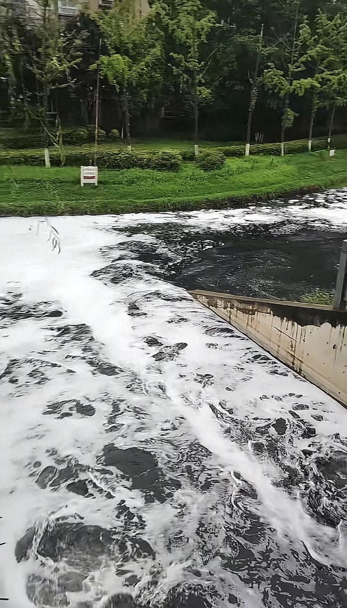 河南一河道漂浮白色泡沫 当地回应 河南一河道漂浮白色泡沫 当地回应