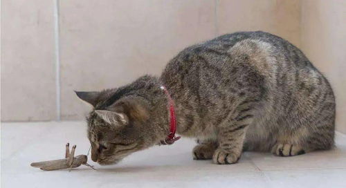 流浪猫像人一样端坐在餐桌前等喂食 流浪猫像人一样端坐在餐桌前等喂食