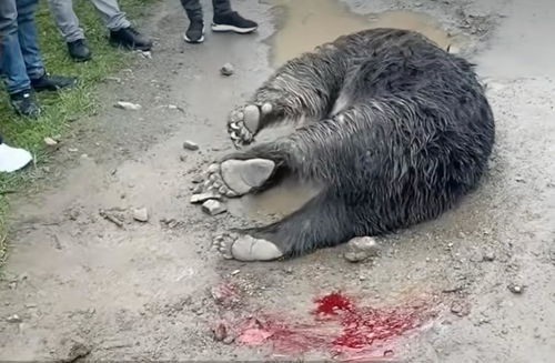 四川一藏马熊从山上摔落受伤死亡 四川一藏马熊从山上摔落受伤死亡