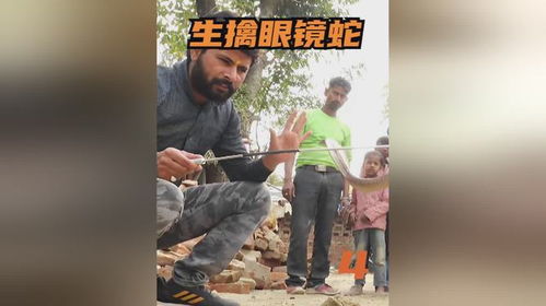 广西捕蛇者出动:两天抓了两三千条 广西捕蛇者出动:两天抓了两三千条