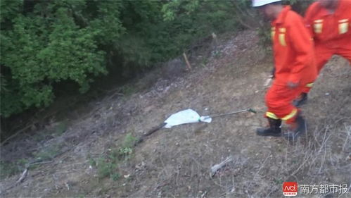 下水道里现鳄鱼 消防员拎尾踩头抓住 下水道里现鳄鱼 消防员拎尾踩头抓住