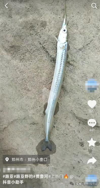 贾鲁河出现怪鱼 专家回应 贾鲁河出现怪鱼 专家回应
