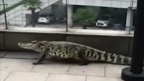 广东闹市区惊现巨蜥 广东闹市区惊现巨蜥