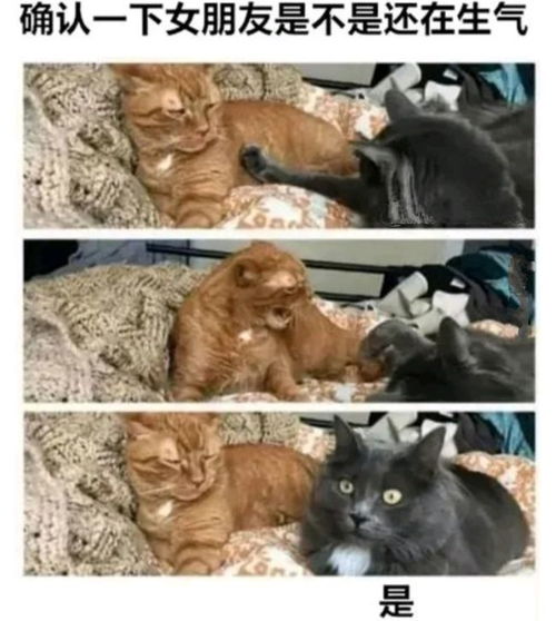 沙雕猫自驾游攻略游戏 VS 管亥游戏攻略 沙雕猫自驾游攻略游戏 VS 管亥游戏攻略