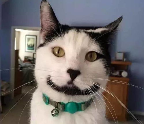 俄罗斯奶牛猫运毒被抓只能喵喵喵 俄罗斯奶牛猫运毒被抓只能喵喵喵