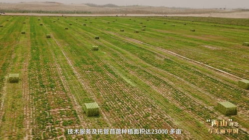 塔克拉玛干边缘种出万亩“致富草” 塔克拉玛干边缘种出万亩“致富草”