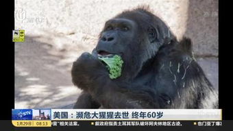 摔跤攻略游戏 VS 猩猩游戏攻略 摔跤攻略游戏 VS 猩猩游戏攻略
